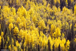Cumbres & Toltec Scenic Railroad Fall Colors