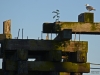 Gull on pilings