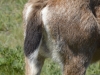 Deer rump