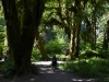 Walk in the rain forest