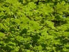 Green ceiling