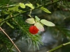 Red berry