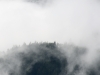 Forest fog