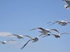 Gull flight