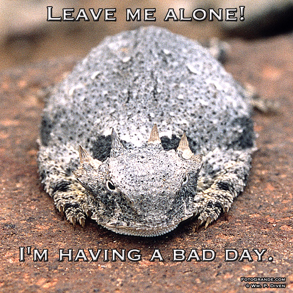 horned-toad-bad-day