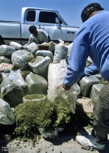 Marijuana destined for U.S. consumers intercepted by Mexican federal police. Photo © William P. Diven.