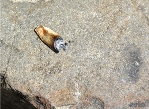 Roach on a rock found at Indian Beach, Oregon, two days before marijuana legalization. Photo © William P. Diven.