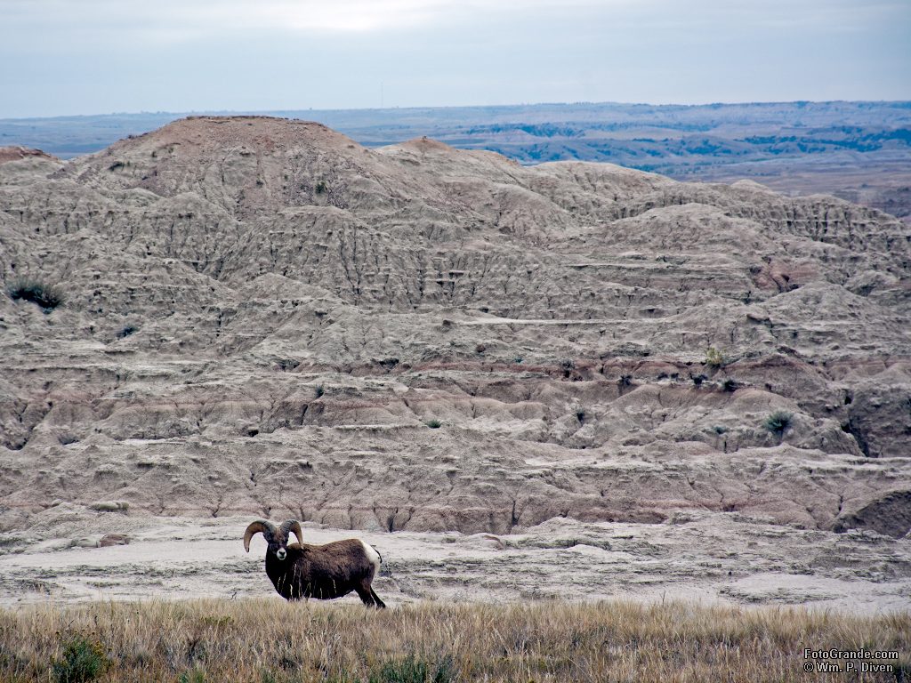 Bighorn sheep, Badlands National Park, South Dakota